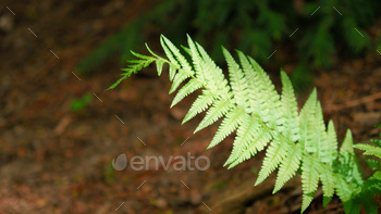 Green fern leaves, natural floral fern in forest. Natural thickets, floral abstract background. 